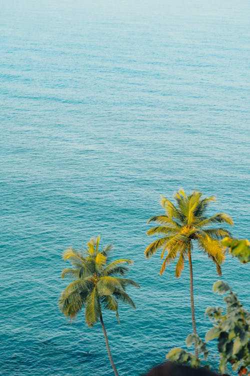 Darmowe zdjęcie z galerii z morze, palmy, pionowy strzał