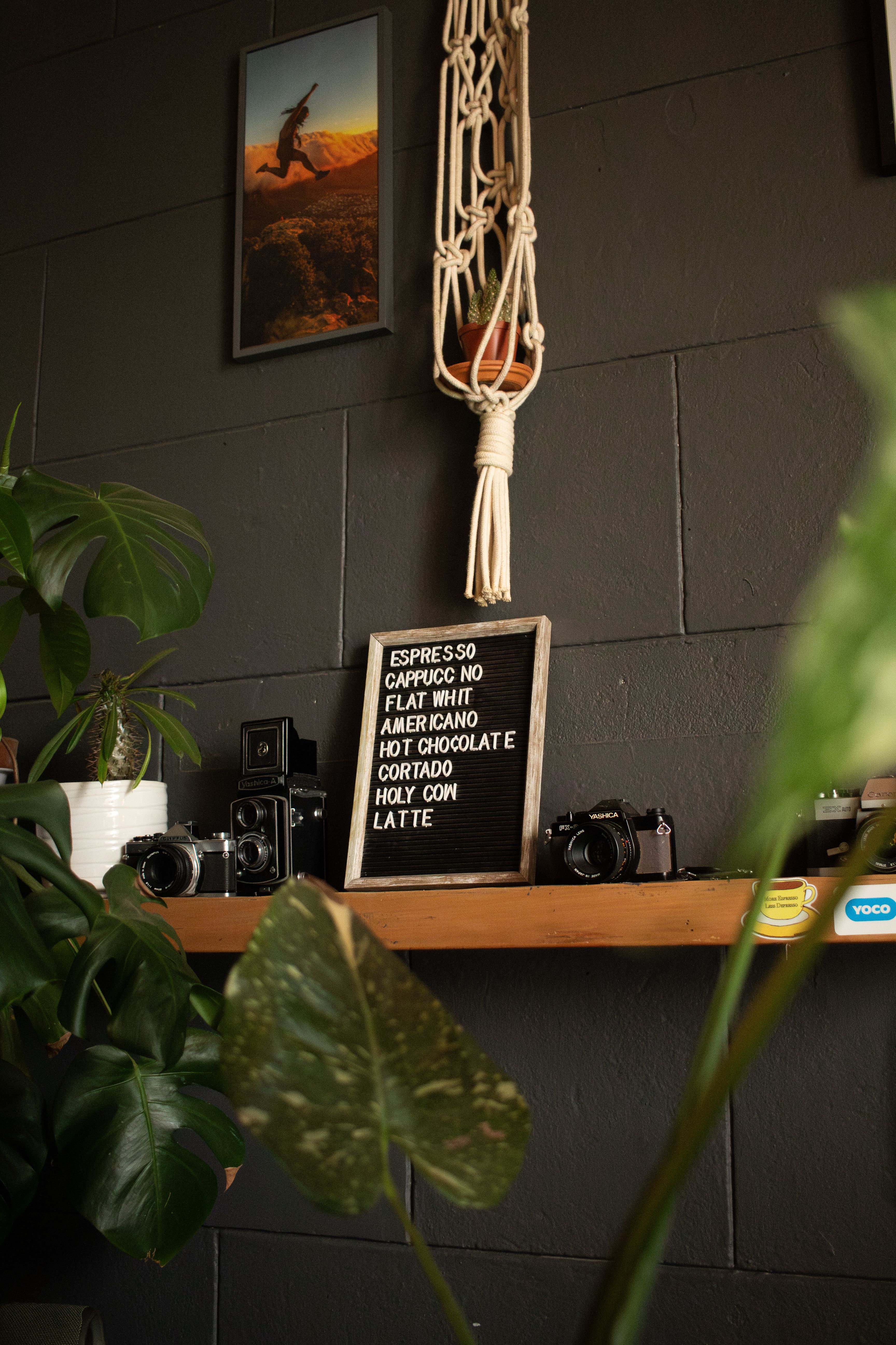 Frame, Cameras and Plants around Shelf · Free Stock Photo