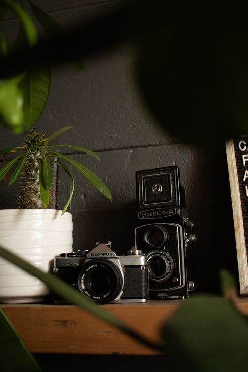 Free Close-up of vintage cameras with potted plant on wooden shelf indoors. Stock Photo