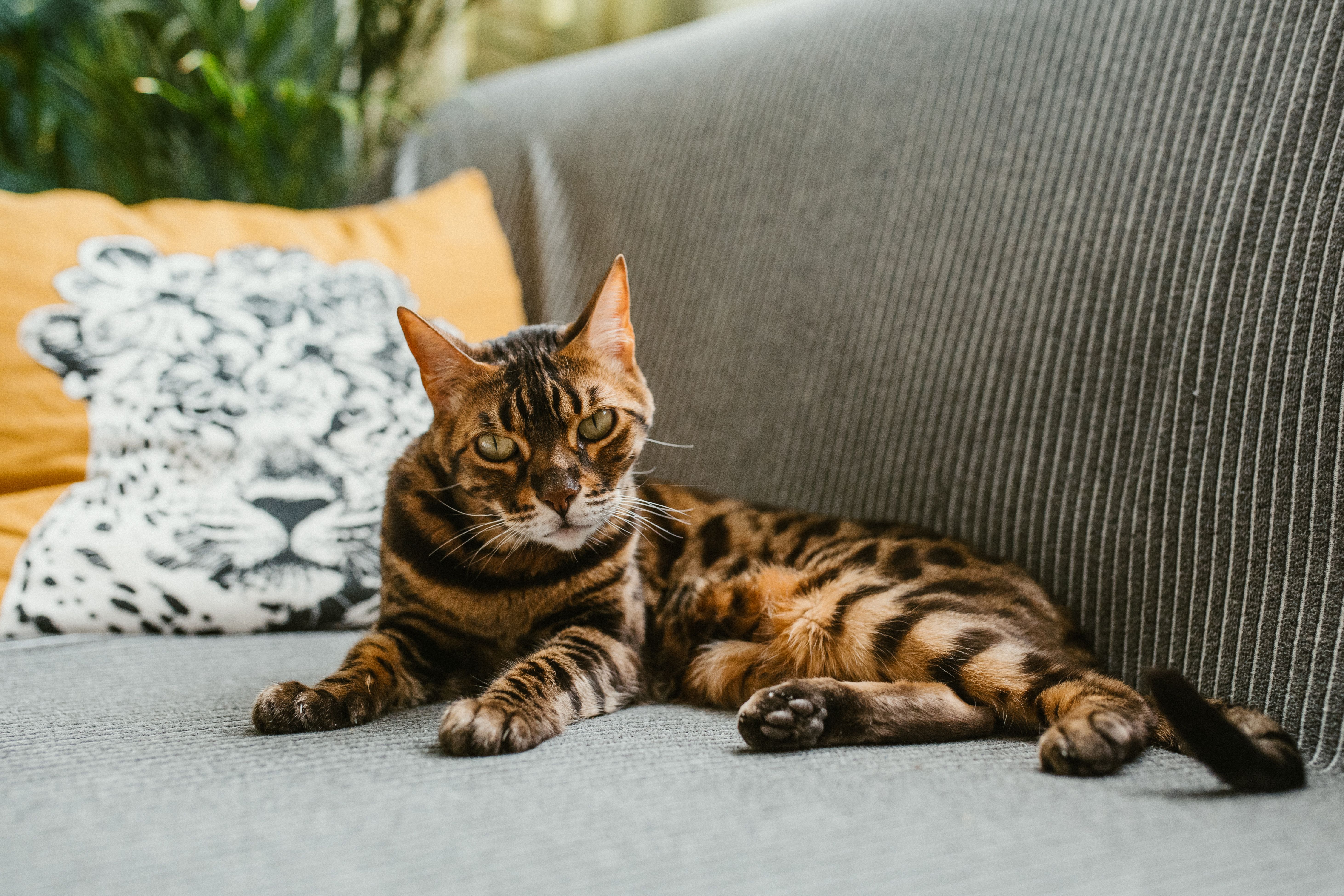 Close-up of a Bengal cat lying on a sofa, capturing its unique patterns and relaxed state.