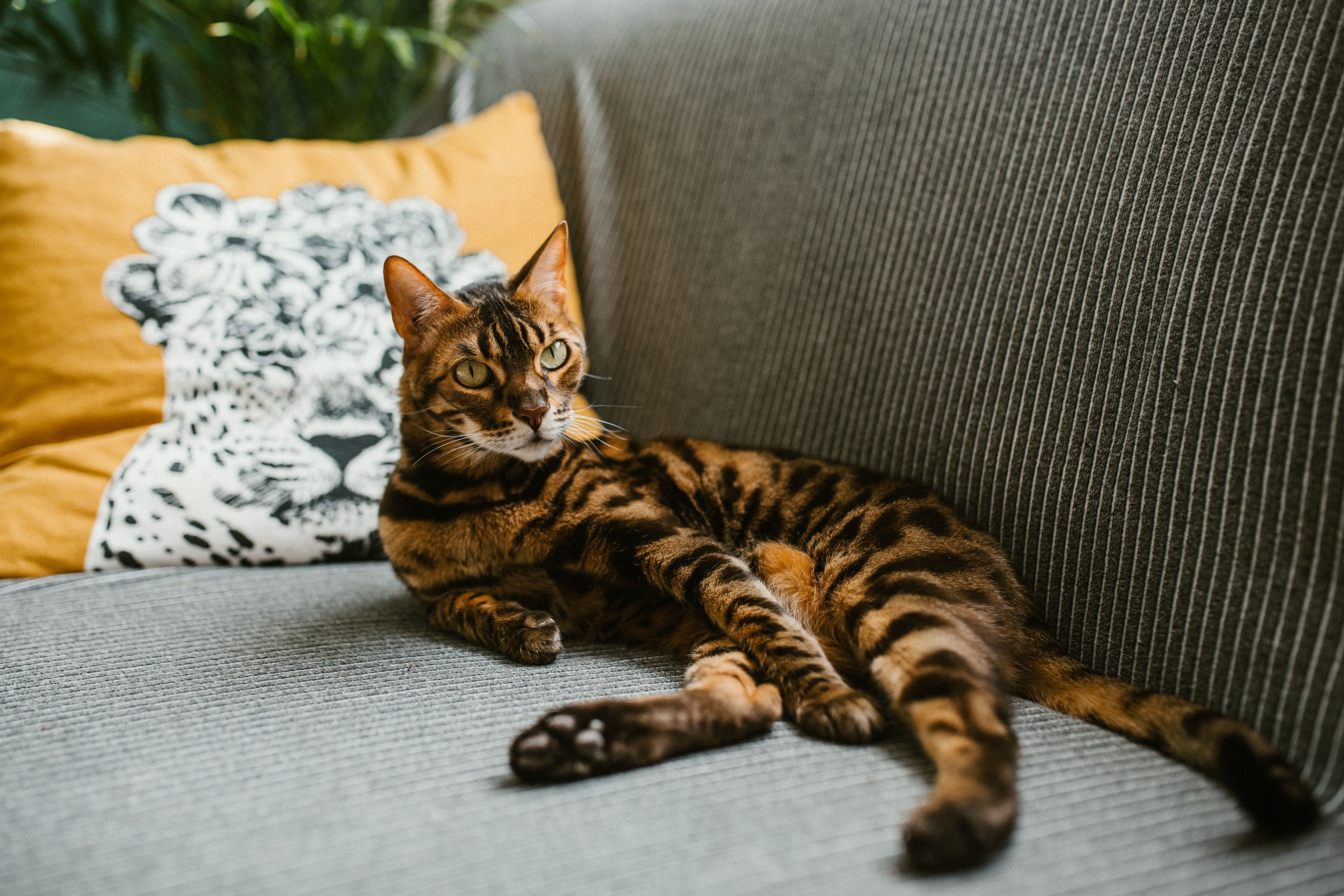 A Bengal cat lounging on a sofa, surrounded by cozy pillows with animal designs.