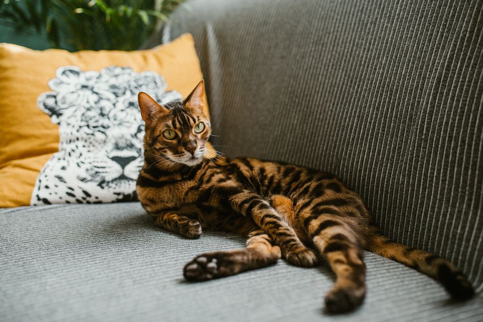Securing Specialist Pet Insurance for Exotic Pets UK 2026
