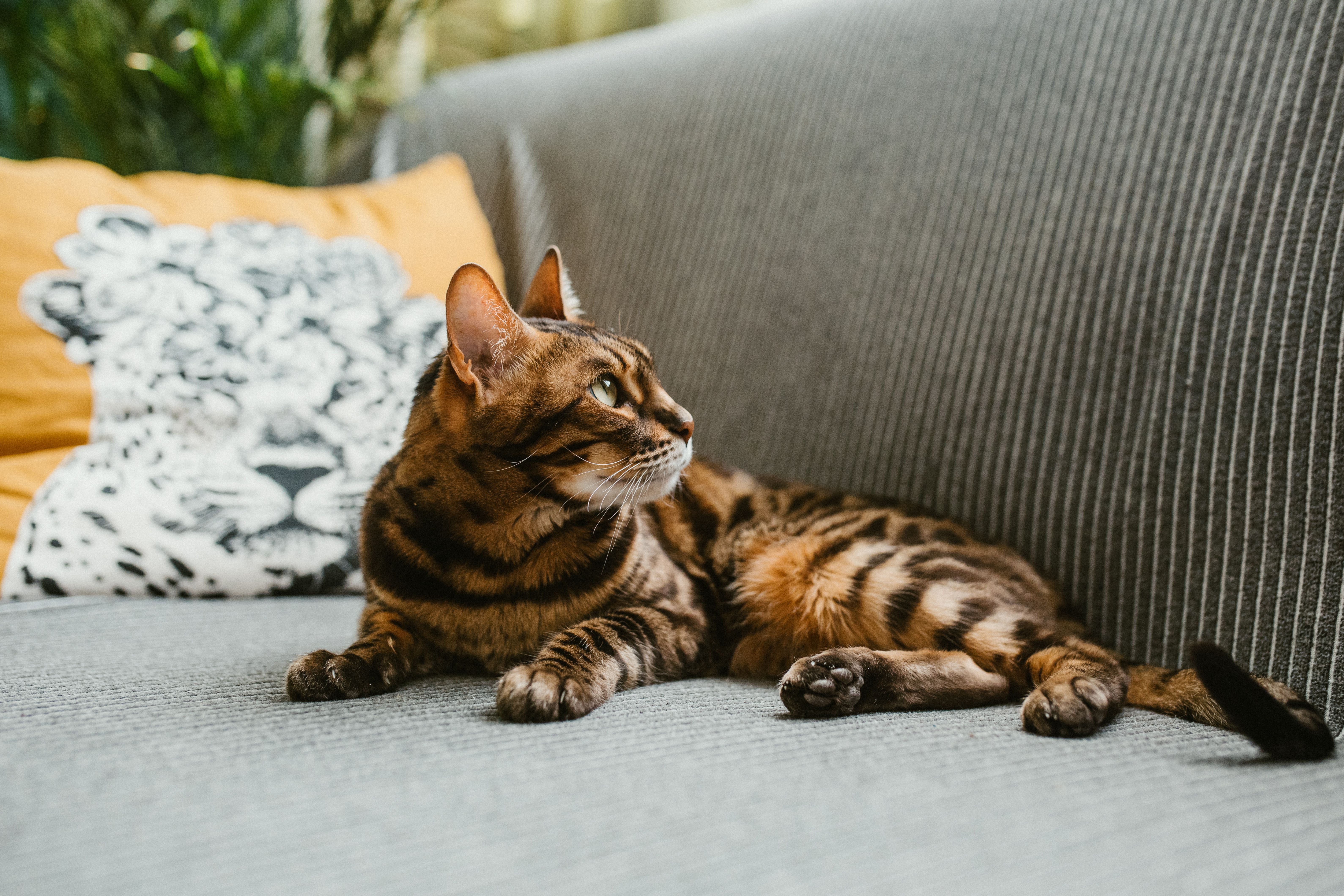 Close-up of Bengal cat lying comfortably on a sofa with a leopard print pillow in a cozy room.