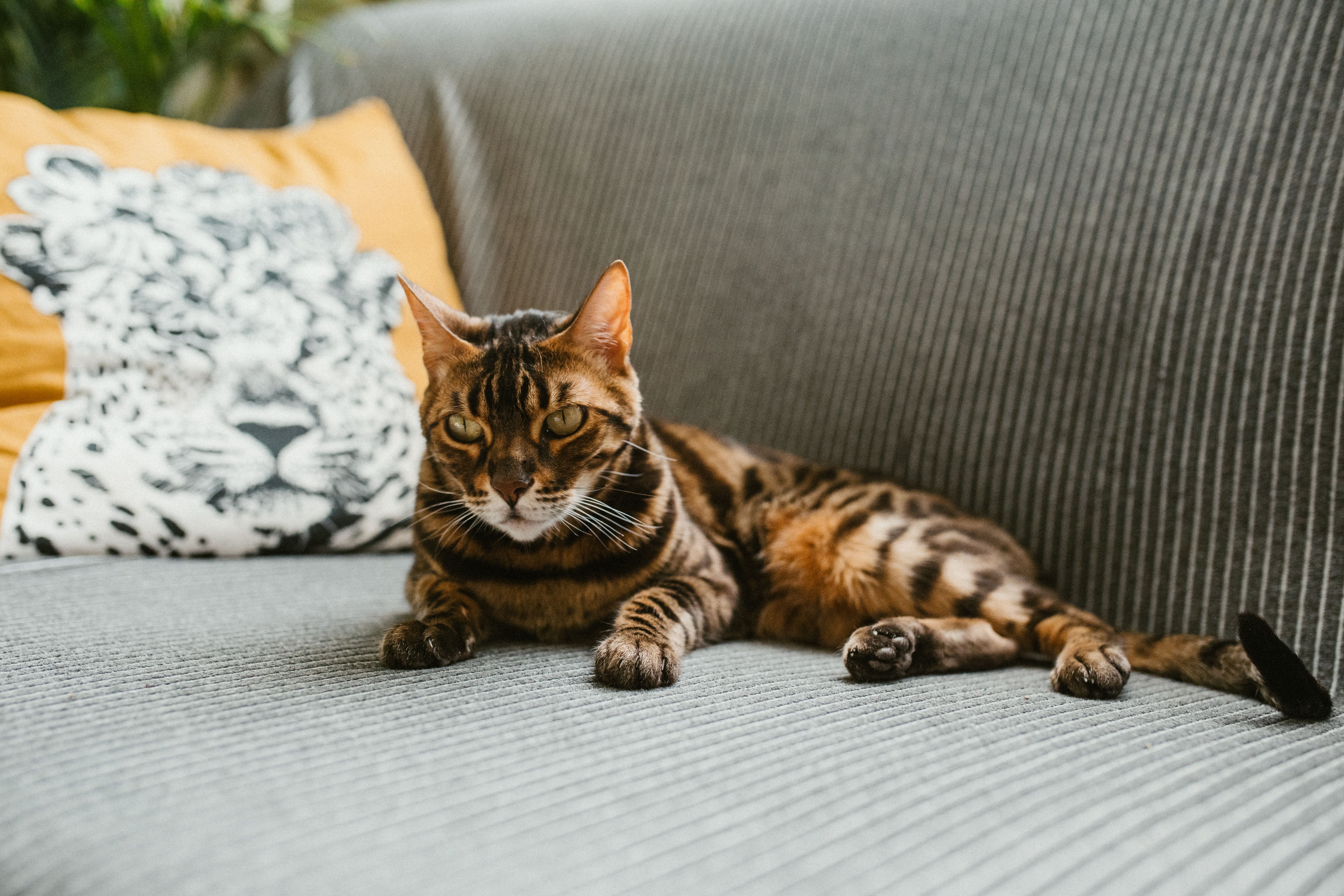 A Bengal cat lounging on a cozy sofa, perfect for pet lovers.