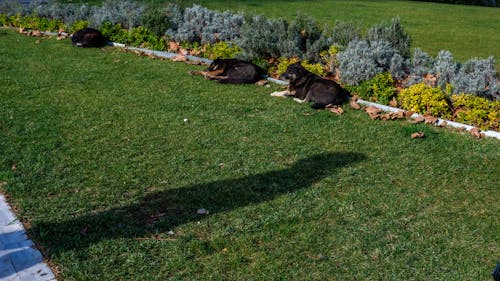 Free stock photo of dogs, istanbul, sleep