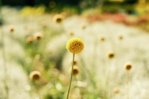 Foto stok gratis alam, bunga kuning, craspedia