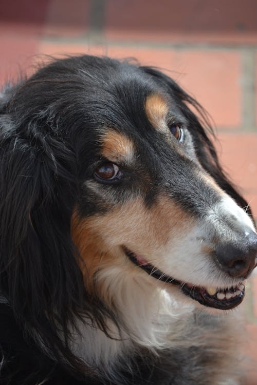 A dog with long hair and a long nose