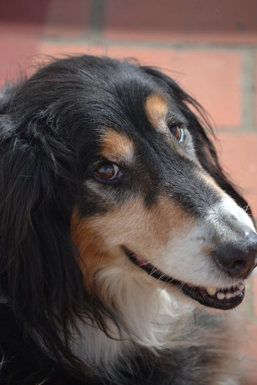 Kostnadsfri bild av australiensisk herde, djurfotografi, hund