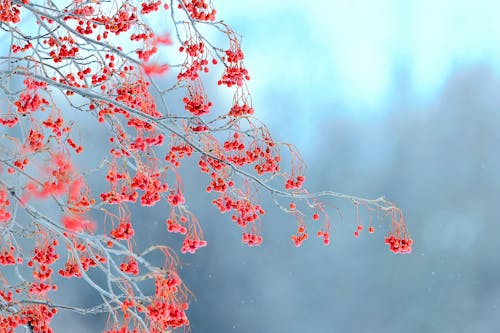 Red Berries on Tree