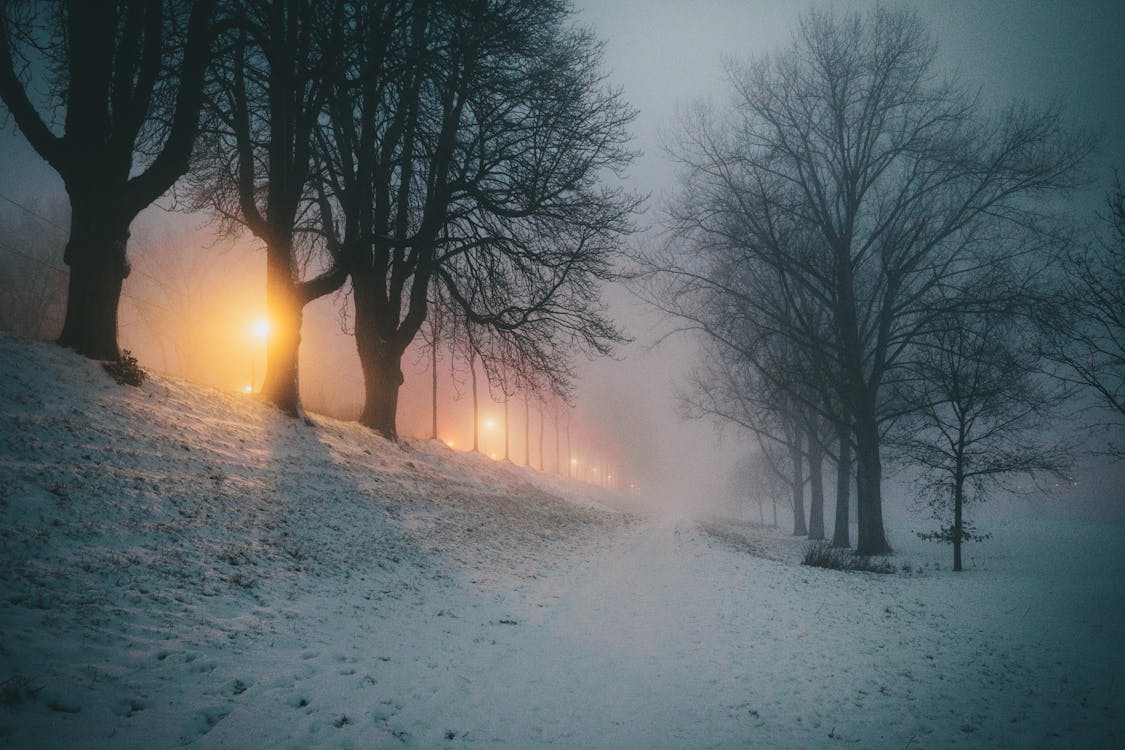 Winter Landscape with Trees in Evening Fog