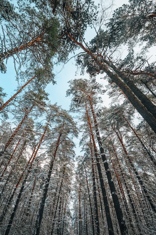 Fotos de stock gratuitas de alto, arboles, bosque