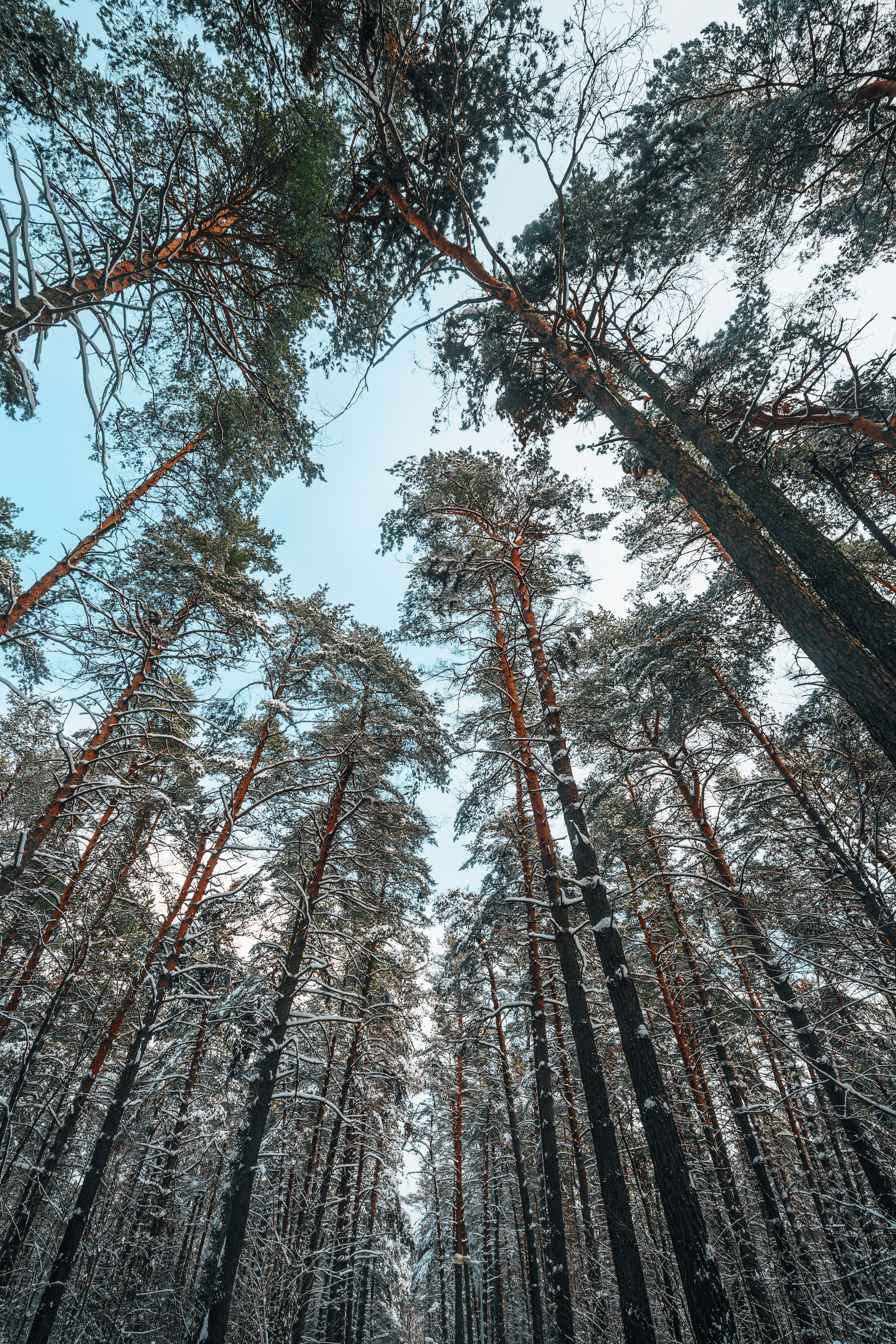 Tops of Tall Pine Trees Covered with Snow · Free Stock Photo