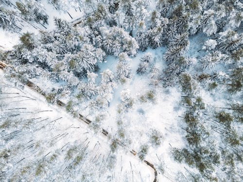 Aerial Photo of a Snow Covered Forest