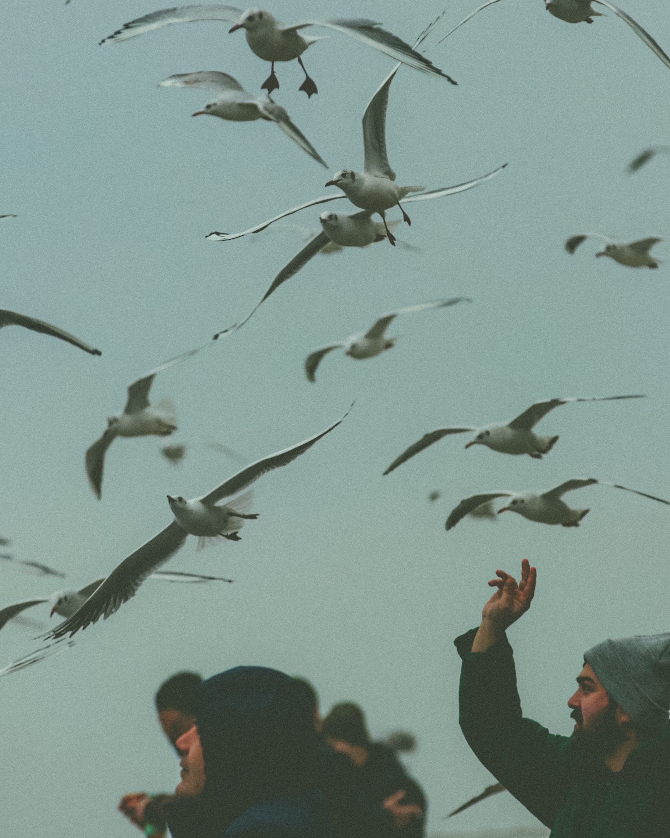 Flock of Seagulls Flying over People · Free Stock Photo