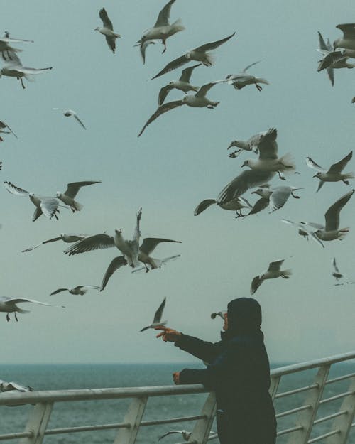 Seagulls Flying around Woman on Sea Shore in Istanbul