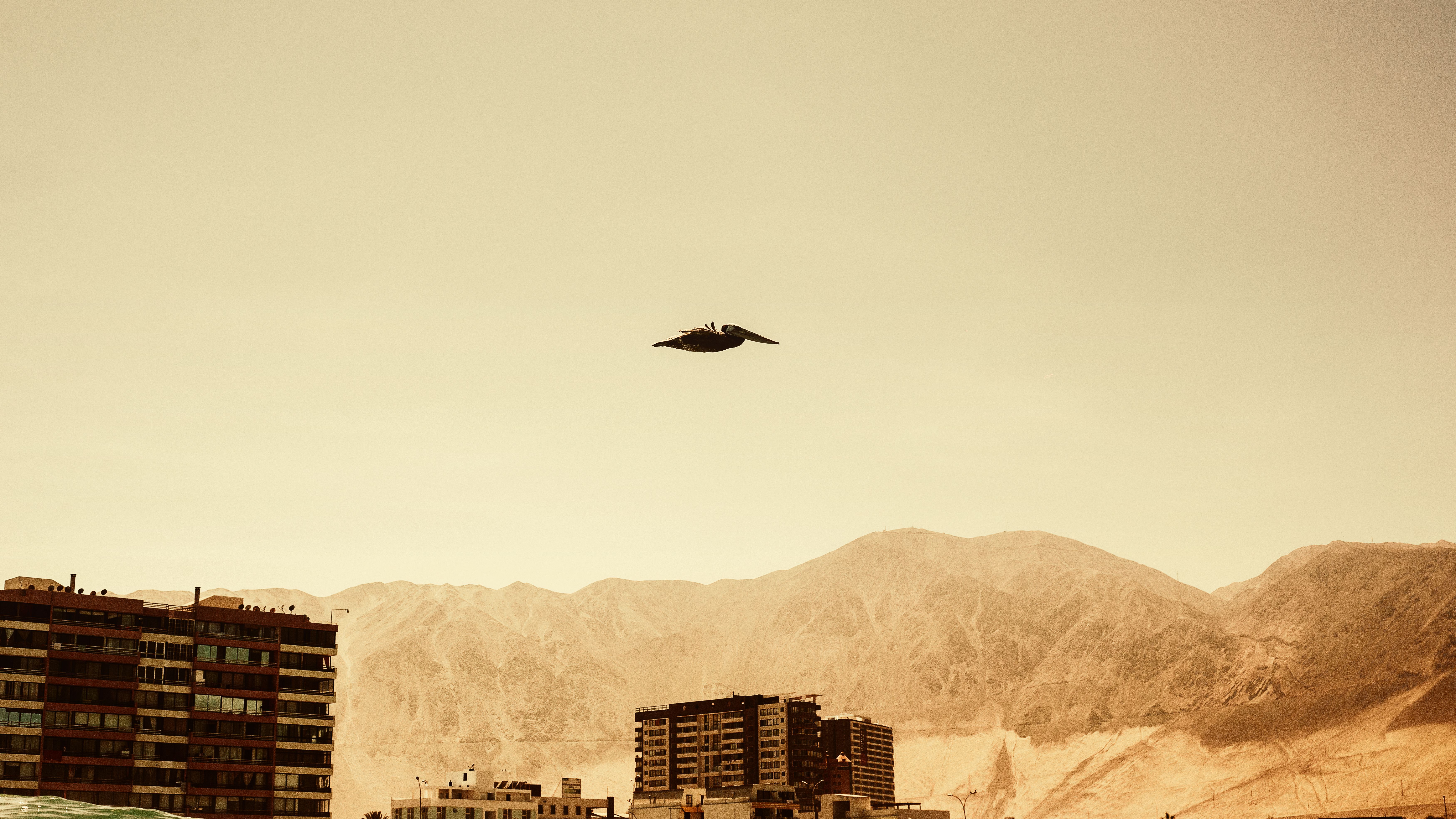 Airport transfers in Iquique