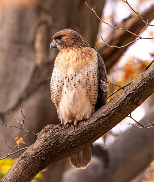 Red-tailed Hawk in Nature