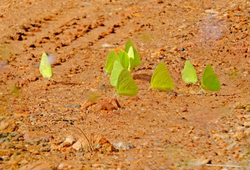 keep moving butterflies