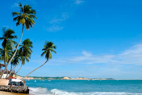Photos gratuites de à la plage, ciel bleu, cocotier