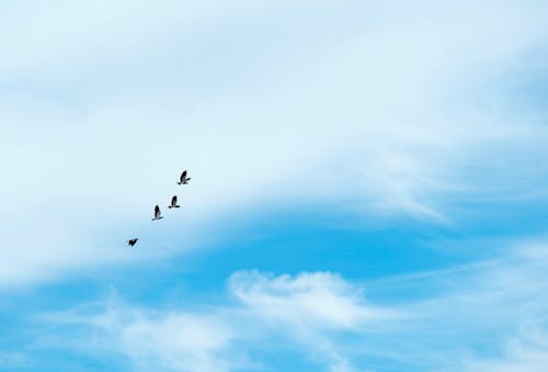 Immagine gratuita di birds_flying, cielo blu, nuvole