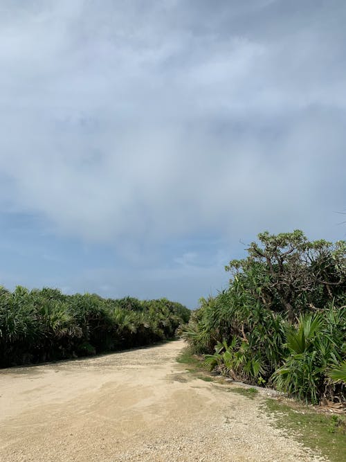 Foto profissional grátis de areia, árvores, estrada de terra
