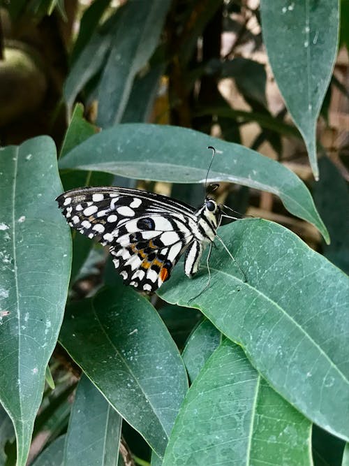 A butterfly sitting on top of a leaf