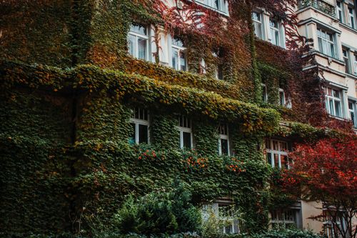 Free A scenic view of an ivy-clad residential building in Bratislava, showcasing urban nature symbiosis. Stock Photo