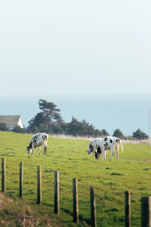 Free Cows grazing on a serene coastal pasture, surrounded by lush green fields and distant ocean views. Stock Photo