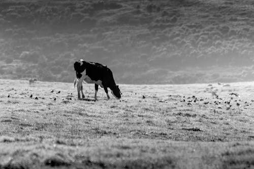 A black and white photo of a cow grazing on a field