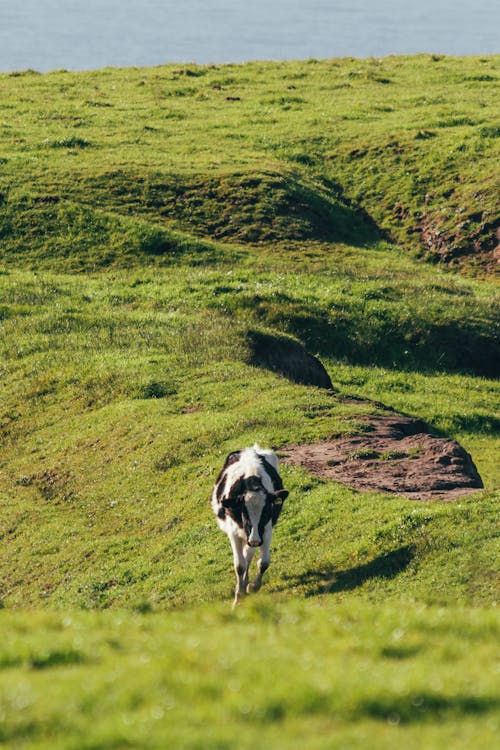 A cow is running across a grassy hill