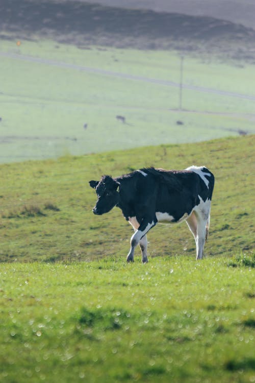 Cow on Pasture