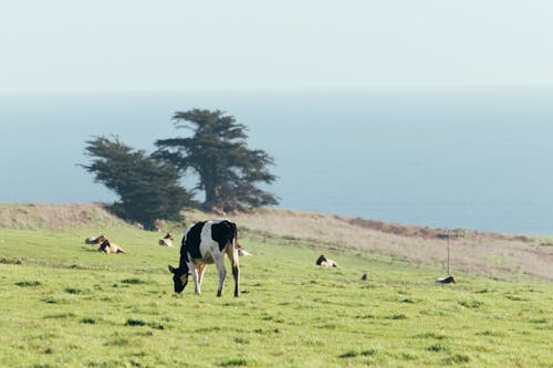 Gratis stockfoto met dierenfotografie, koe, landelijk