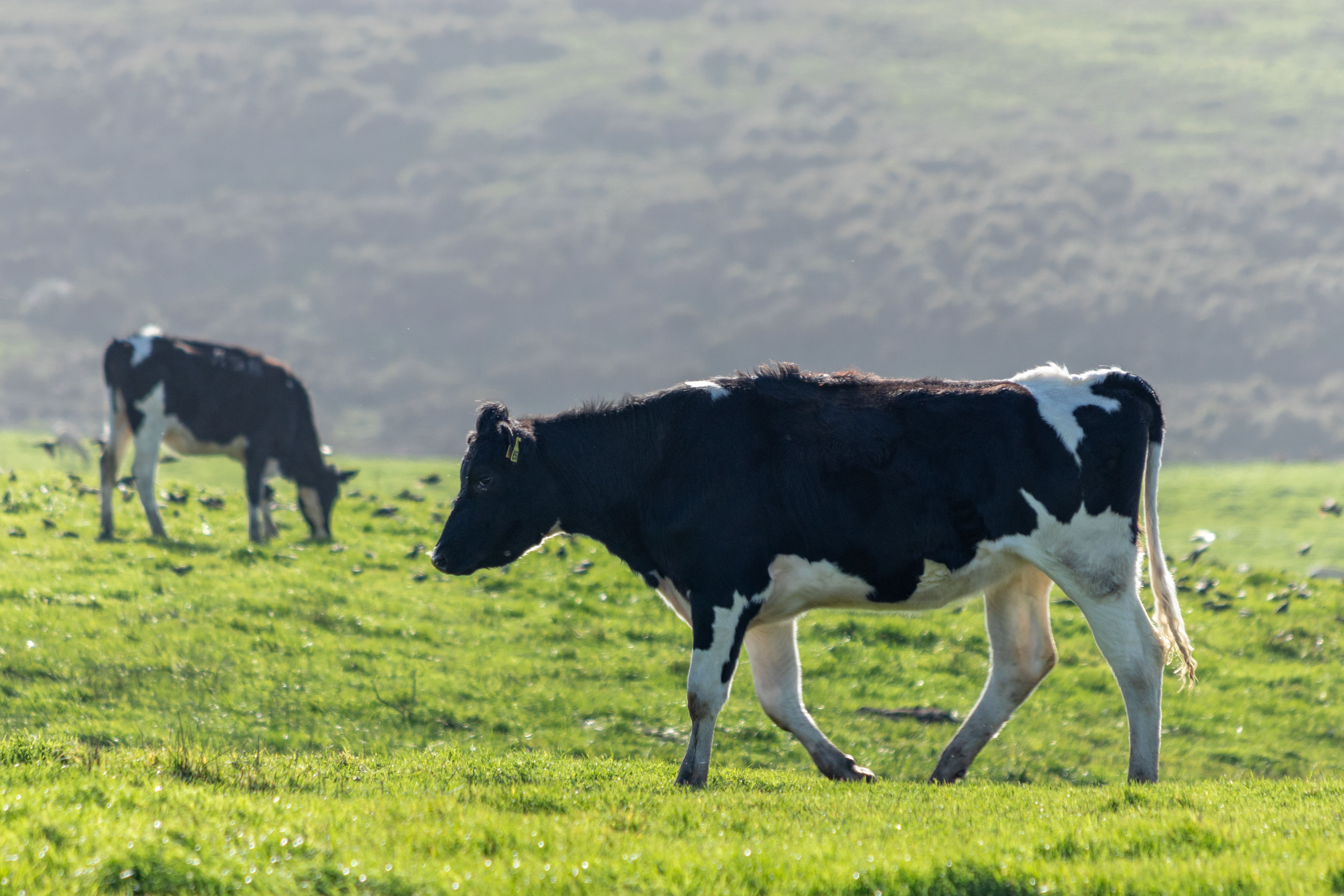 Cow