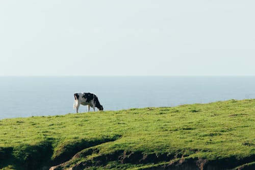 A cow grazing on a grassy hillside near the ocean