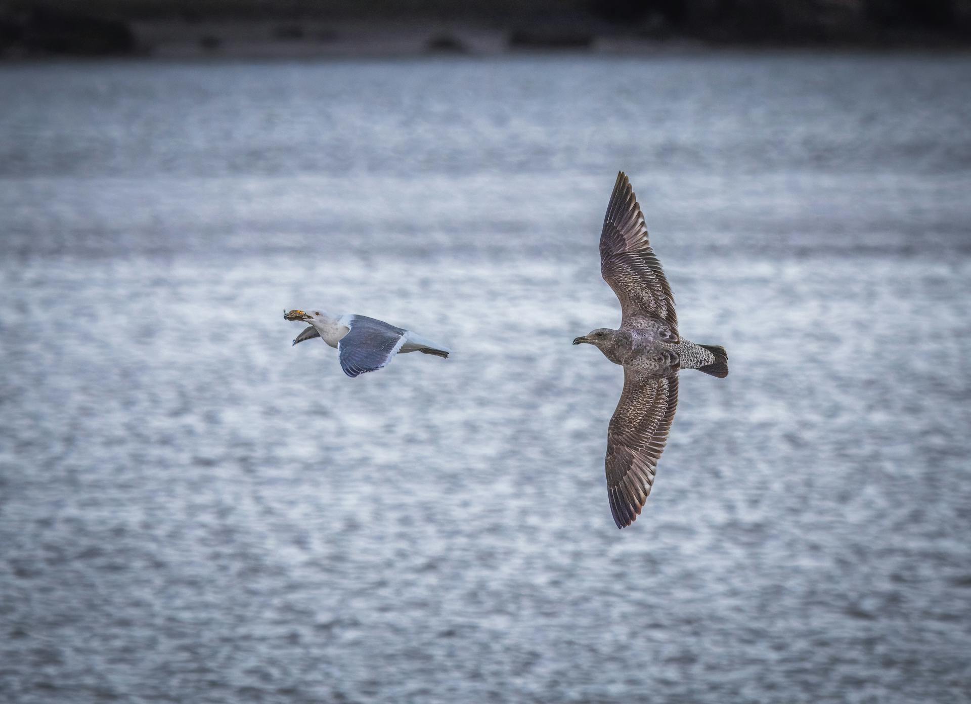 Bird of Prey Chasing Prey