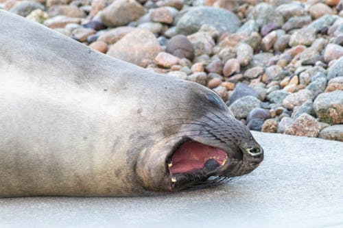 Free Close up of Yawning Seal Stock Photo
