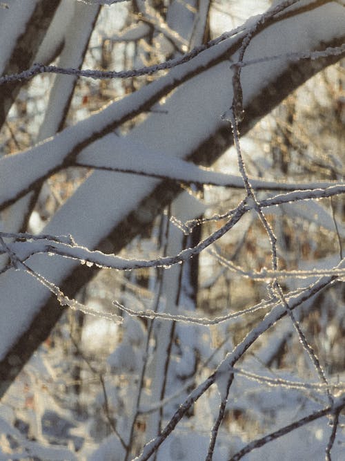 Snow on Branches