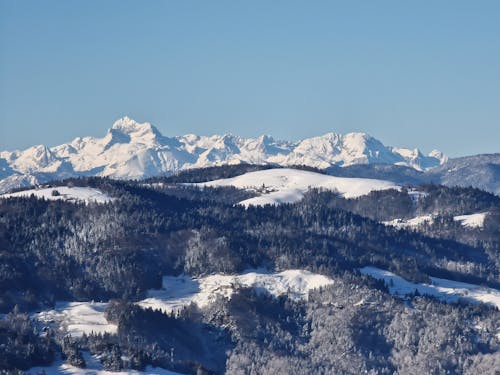 Immagine gratuita di foresta, freddo, inverno