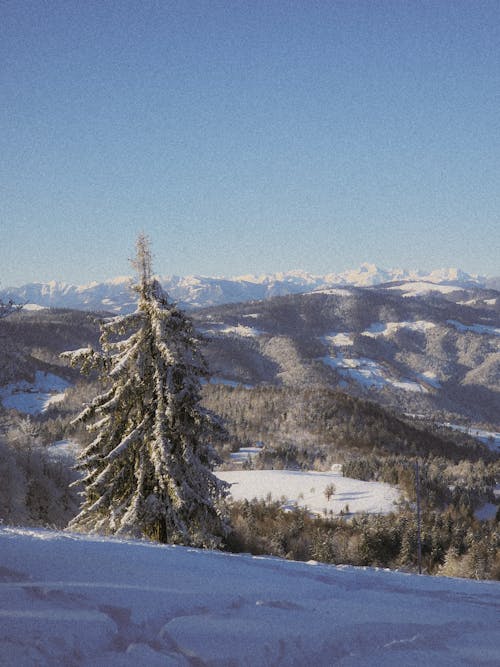 White Hill and Forest behind in Winter