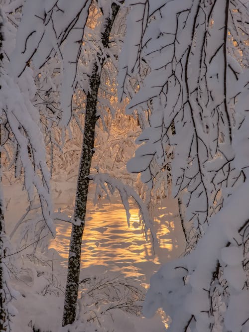 Foto profissional grátis de árvore, branco, com frio