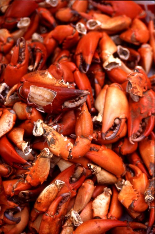 Free Vibrant display of crab claws stacked, perfect for seafood enthusiasts. Captured in Bangkok. Stock Photo