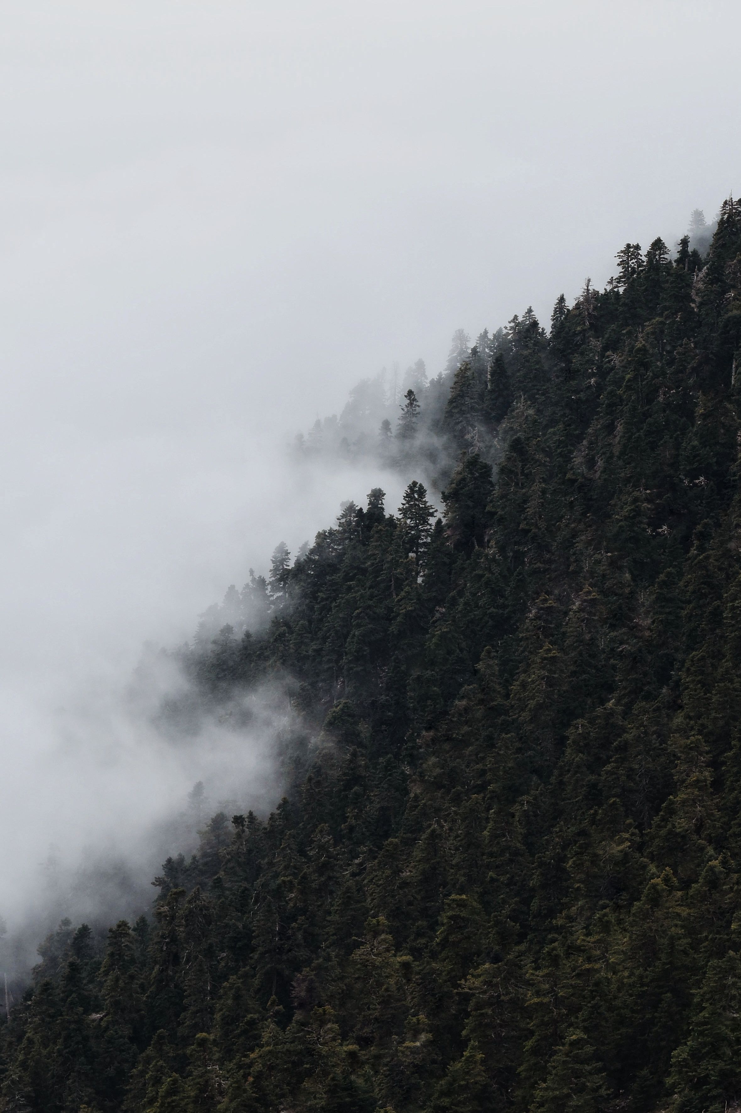 Fotomural Una vista aérea serena de un bosque verde brumoso con denso arbolado.