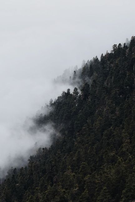 Fotomural Una vista aérea serena de un bosque verde brumoso con denso arbolado.