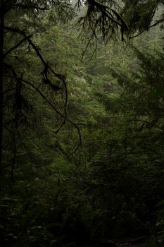 A lush, dense forest at Cannon Beach, Oregon, enveloped in mist, offering a deep sense of tranquility and nature's abundance.