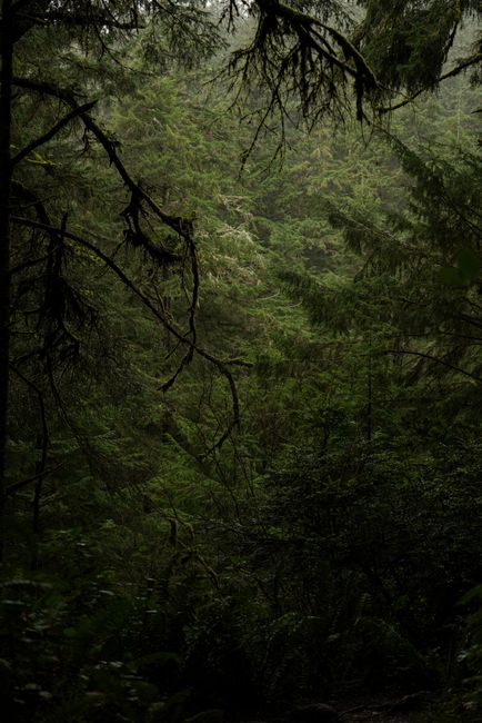 A lush, dense forest at Cannon Beach, Oregon, enveloped in mist, offering a deep sense of tranquility and nature's abundance.