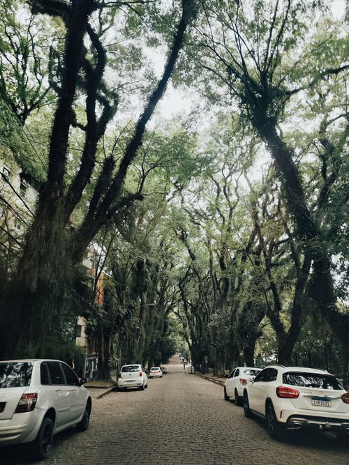 Free A tranquil urban street lined with lush green trees and parked cars, perfect for urban exploration. Stock Photo