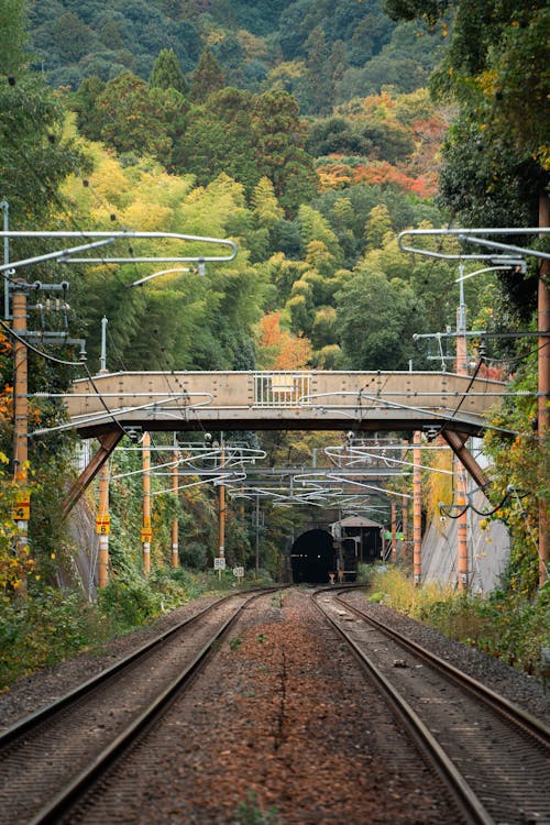 Railway Tracks and a Tunnel Surrounded by Trees