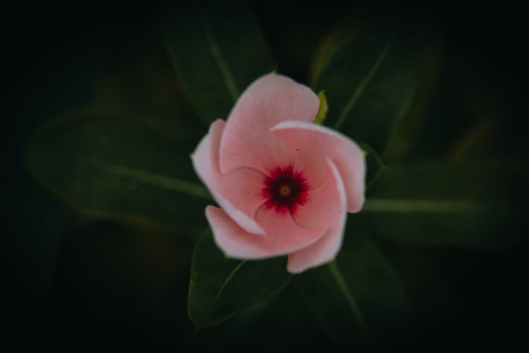 Top View Of Pink Flower