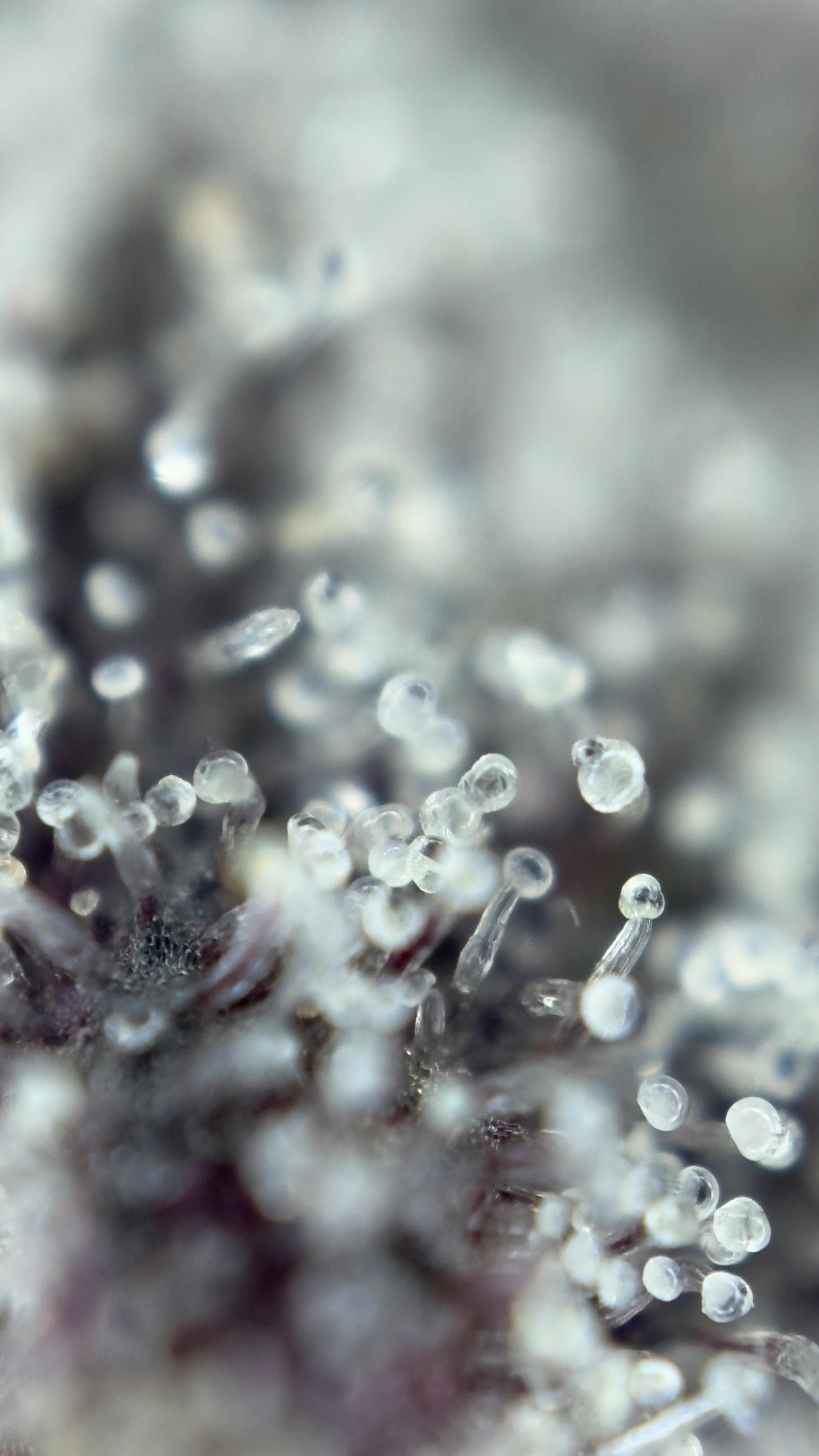 Detailed macro image capturing the intricate growth of fungal spores in focus.