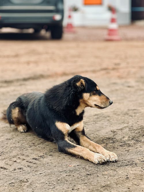 Free Dog Lying Down on Ground Stock Photo